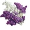 sweetlilacs